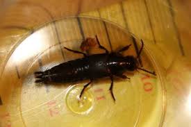 Attēlu rezultāti vaicājumam “Quedius dilatatus”