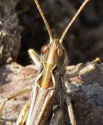 Attēlu rezultāti vaicājumam “Myrmeleotettix maculatus”