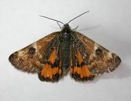 Attēlu rezultāti vaicājumam “Archiearis parthenias”