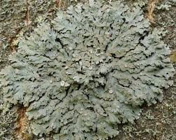 Attēlu rezultāti vaicājumam “Physconia distorta”