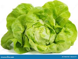 Attēlu rezultāti vaicājumam “Lactuca sativa”