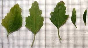 Attēlu rezultāti vaicājumam “Chenopodium album leaf”