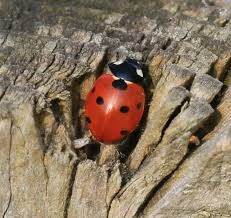 Attēlu rezultāti vaicājumam “Coccinella septempunctata imago”
