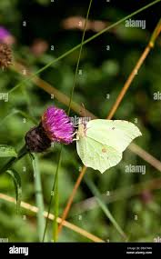 Attēlu rezultāti vaicājumam “Gonepteryx rhamni male”