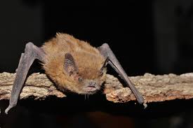 Attēlu rezultāti vaicājumam “Pipistrellus pygmaeus”