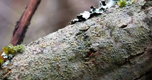 Attēlu rezultāti vaicājumam “Lecanora carpinea”