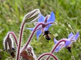 Attēlu rezultāti vaicājumam “Borago officinalis flower”