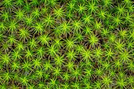 Attēlu rezultāti vaicājumam “Polytrichum commune”