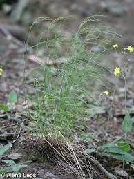 Attēlu rezultāti vaicājumam “Poa nemoralis fruit”