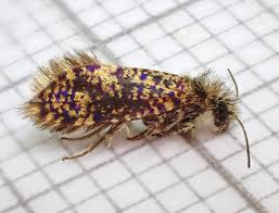 Attēlu rezultāti vaicājumam “Eriocraniidae”