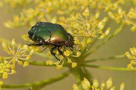 Attēlu rezultāti vaicājumam “Cetonia aurata”