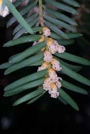 Attēlu rezultāti vaicājumam “Taxus baccata female flower”