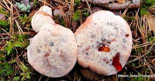 Attēlu rezultāti vaicājumam “Hydnellum ferrugineum”