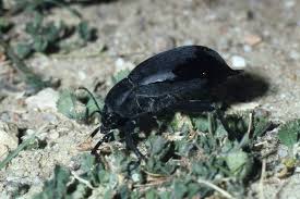 Attēlu rezultāti vaicājumam “Blaps mortisaga”