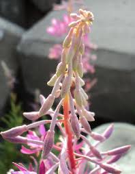 Attēlu rezultāti vaicājumam “Epilobium angustifolium bud”