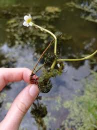 Attēlu rezultāti vaicājumam “Batrachium circinatum flower”