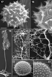 Attēlu rezultāti vaicājumam “Licea testudinacea”
