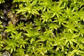 Attēlu rezultāti vaicājumam “Cinclidotus danubicus”