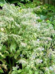 Image result for Borago officinalis