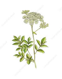 Attēlu rezultāti vaicājumam “Angelica sylvestris leaf”