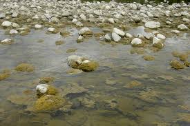 Attēlu rezultāti vaicājumam “Didymiaceae”