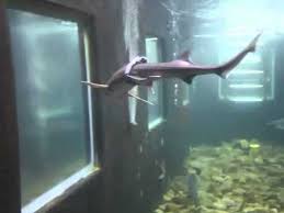 Image result for Mustelus palumbes