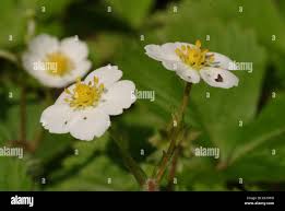 Attēlu rezultāti vaicājumam “Fragaria moschata flower”