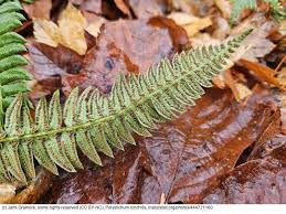 Attēlu rezultāti vaicājumam “Polystichum lonchitis”