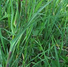 Attēlu rezultāti vaicājumam “Tragopogon heterospermus bud”