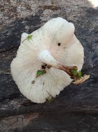 Attēlu rezultāti vaicājumam “Lentinus suavissimus”