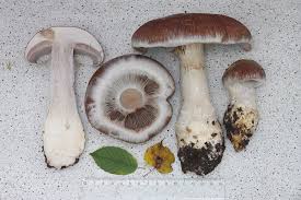 Attēlu rezultāti vaicājumam “Cortinarius praestans”