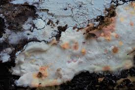 Attēlu rezultāti vaicājumam “Skeletocutis stellae”