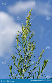 Image result for Artemisia dracunculus