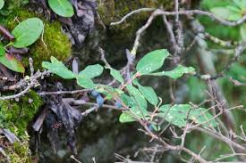 Attēlu rezultāti vaicājumam “Lonicera caerulea var. pallasii”
