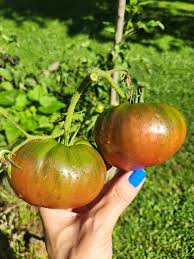 Afbeeldingsresultaat voor black brandywine tomato