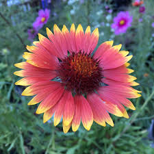 Image result for Gaillardia amblyodon