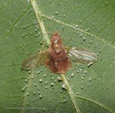 Attēlu rezultāti vaicājumam “Entomophthora”