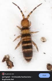 Attēlu rezultāti vaicājumam “Orchesella sp.”