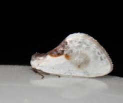 Attēlu rezultāti vaicājumam “Drepanidae”