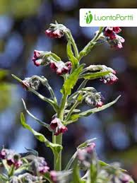 Attēlu rezultāti vaicājumam “Cynoglossum officinale flower”