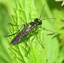 Attēlu rezultāti vaicājumam “Tenthredo campestris female”