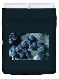 Attēlu rezultāti vaicājumam “Diachea sp.”