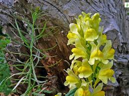 Attēlu rezultāti vaicājumam “Linaria loeselii flower”