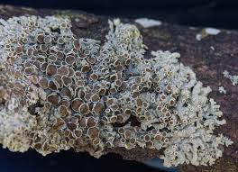 Attēlu rezultāti vaicājumam “Physcia aipolia”