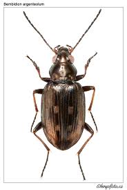 Attēlu rezultāti vaicājumam “Bembidion litorale”