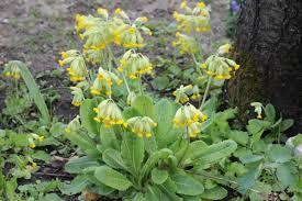 Attēlu rezultāti vaicājumam “Primula veris var. rubra”