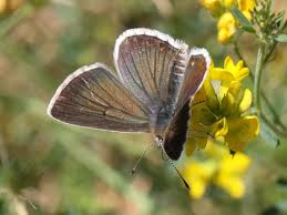 Attēlu rezultāti vaicājumam “Aricia artaxerxes  female”