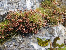 Attēlu rezultāti vaicājumam “Grimmia muehlenbeckii sporophyte”