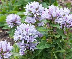 Attēlu rezultāti vaicājumam “Campanula glomerata leaf”