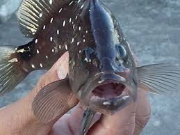 Image result for Dermatolepis inermis